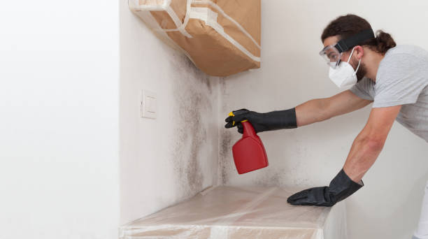Professional Mold Removal technician working in Coram, NY